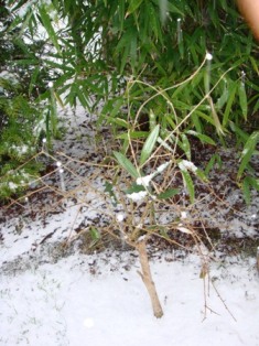 olea.JPG