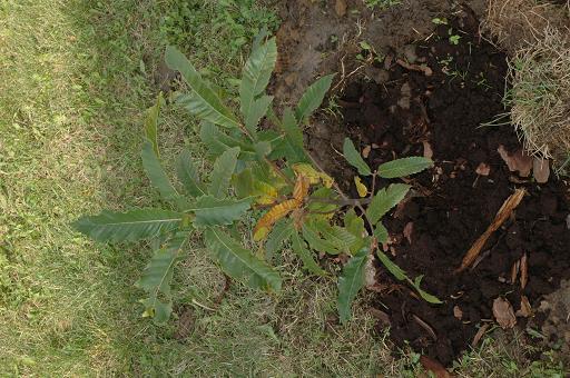 Kasztan jadalny jesie