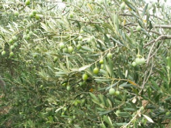 Pict0027.jpg