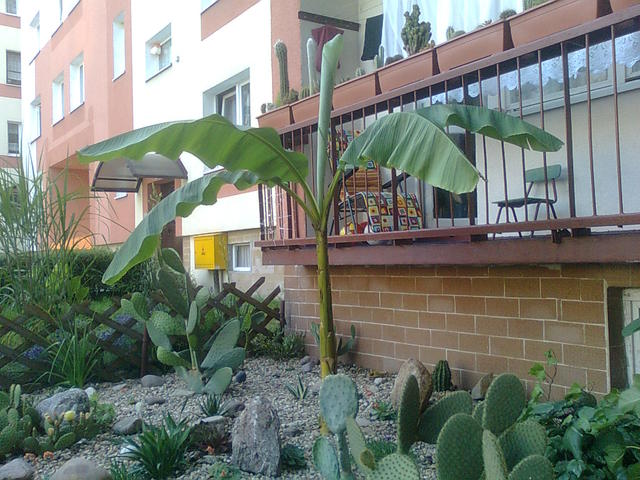 Basjoo 02.07.2010.jpg