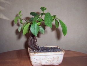 ficus_retusa.jpg