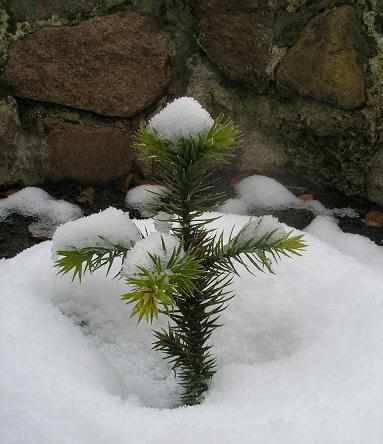 MOJA 4polowa listopada2007a_2.jpg