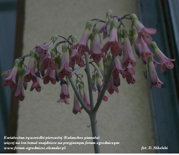 kwiatostan żyworódki - kalanchoe.JPG