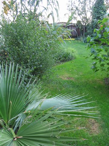 W.filifera widok IX.2006.JPG