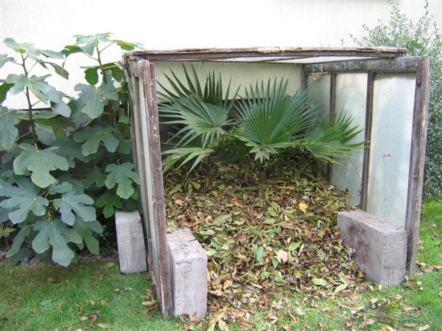 W.filifera ochrona zimowa XI.2006.JPG