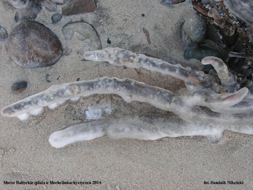 plaza w mechelinkach 1.JPG