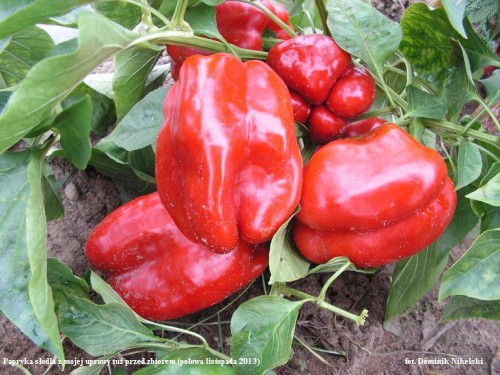 papryka.JPG