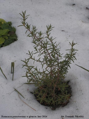 rozmaryn.JPG