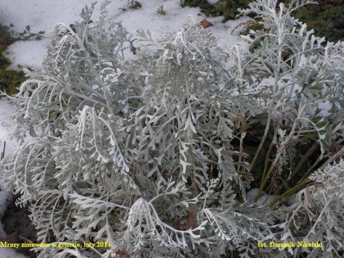mrozy.JPG