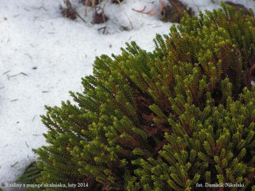 rosliny skalniak.JPG