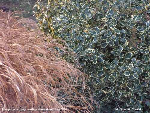 kompozycja ogrodowa.JPG