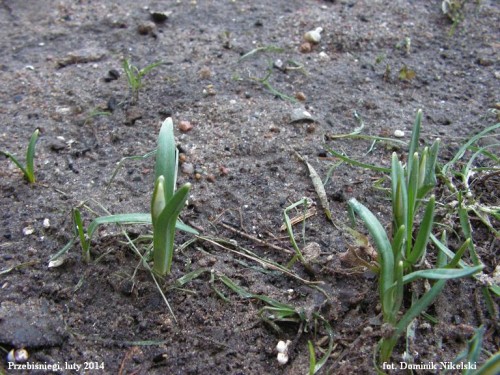 przebiśniegi.JPG