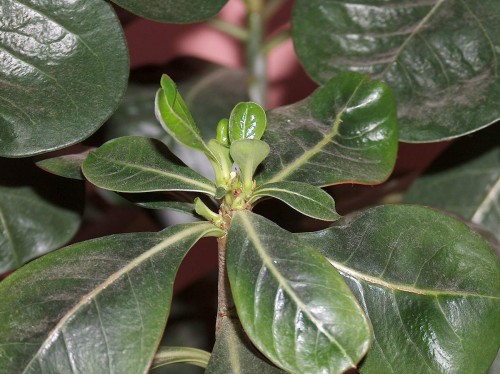 adenium3.JPG
