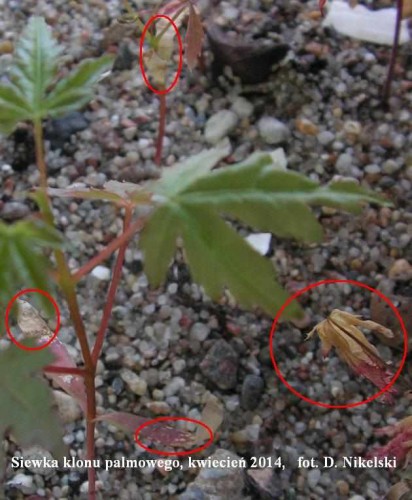 klon palmowy1_2.JPG