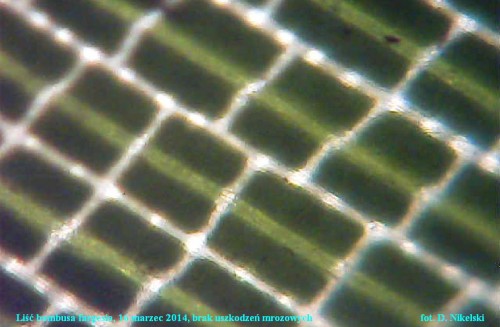 próbka liść C3a.JPG