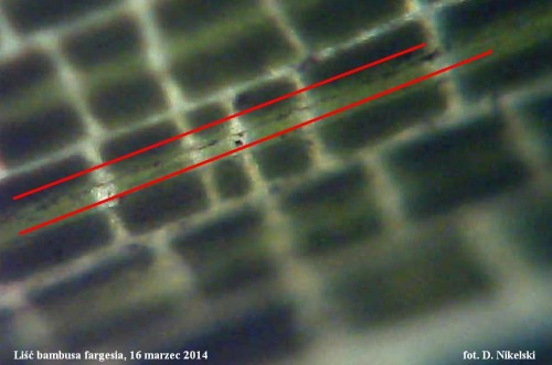 próbka liść C1a.JPG