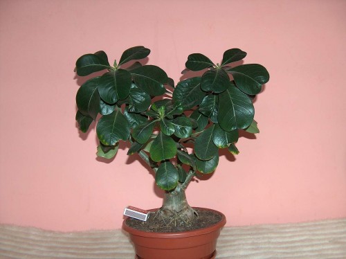 adenium.JPG