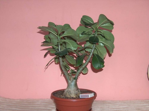 adenium2.JPG