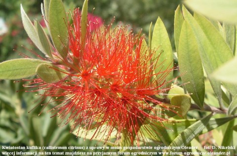 kwiatostan sadzonki kuflika.JPG