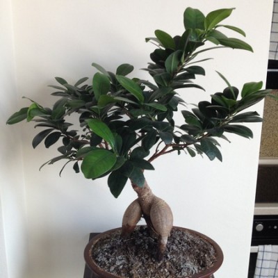 Prawidłowa nazwa.jpg