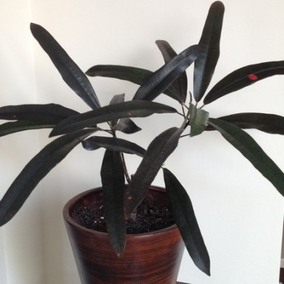 Krotn Mini (Kopiowanie).jpg