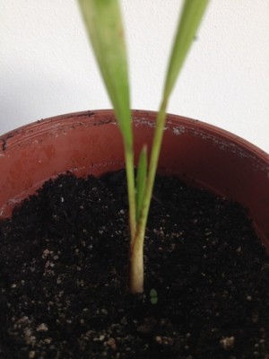 Szorstkowiec (Kopiowanie).jpg