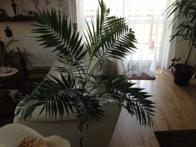 Palma koralowa 003 (Kopiowanie).jpg