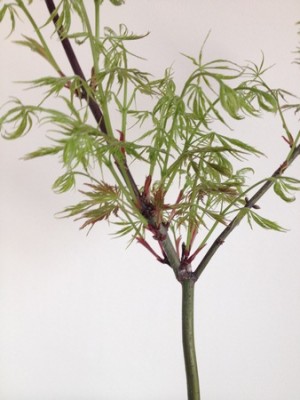 Klon palmowy 004 (Kopiowanie).jpg