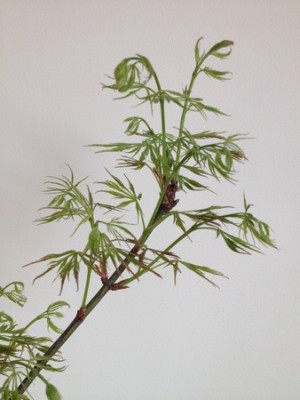 Klon palmowy 005 (Kopiowanie).jpg