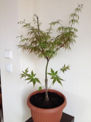 Klon palmowy 004 (Kopiowanie).jpg