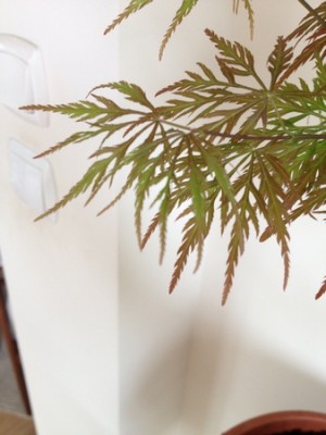 Klon palmowy 003 (Kopiowanie).jpg