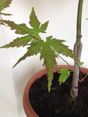 Klon palmowy 002 (Kopiowanie).jpg