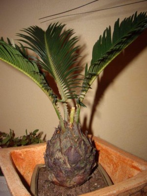 mawricycas2.jpg