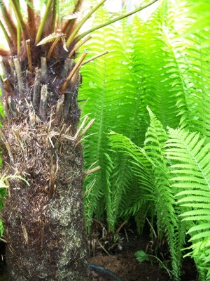 dicksonia fibrosa andres1.jpg