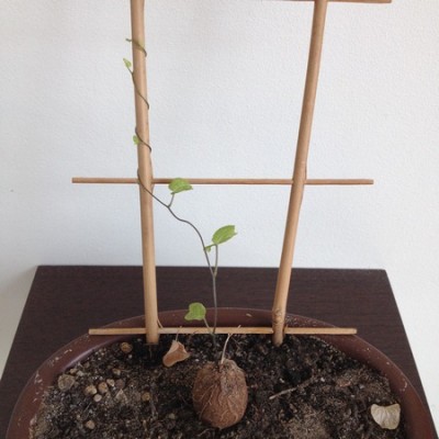 Skorupa żółwia 03.06.2015 (Kopiowanie).jpg