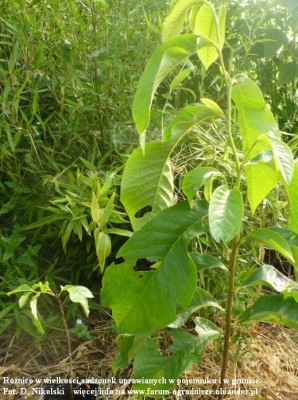 różnice w wielkości asiminy 1.JPG