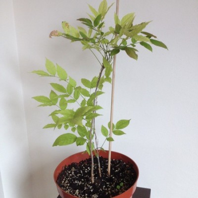 Glicynia 22.06.2015 (Kopiowanie).jpg