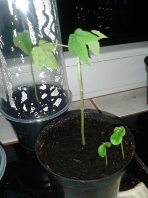carica papaya PPZrf6j.jpg