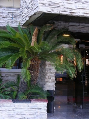 Cycas (Kopiowanie).jpg