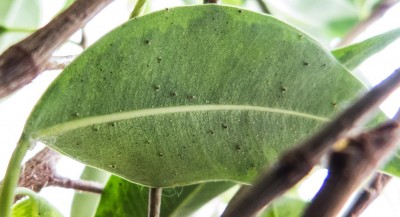 szkodniki przędziorki.JPG