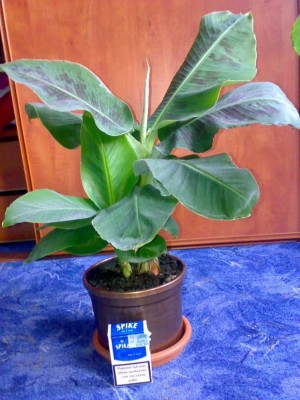 sebol5d35d01e0125c265gen.jpg