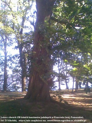kasztan jadalny rzucewo.JPG