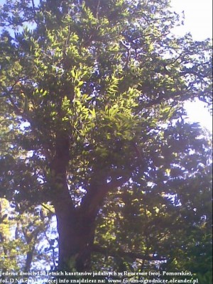 kasztan jadalny rzucewo2.JPG