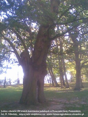 kasztan jadalny rzucewo4.JPG