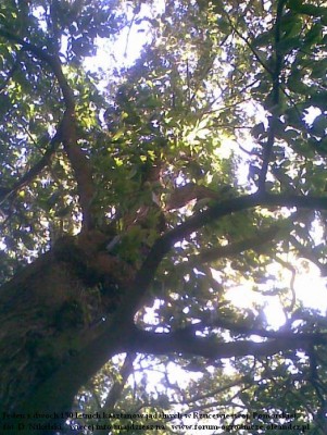 kasztan jadalny rzucewo5.JPG