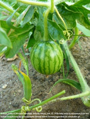 Arbuz żółty.JPG