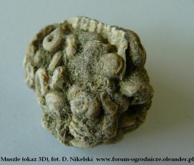 muszle 3D.JPG