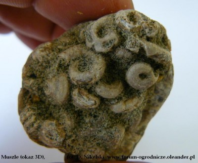 muszle1 3D.JPG