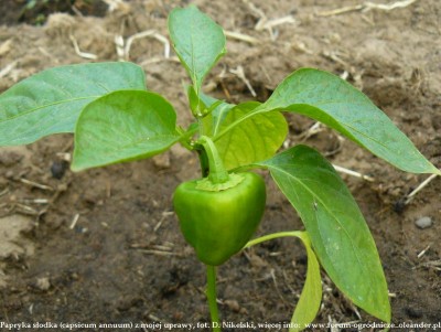 papryka słodka zielony owoc.JPG