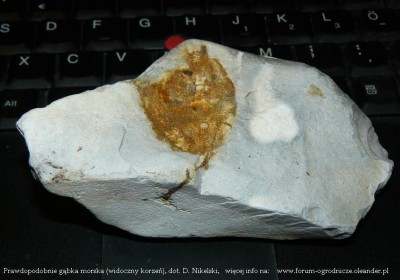 korzen gabki morskiej.JPG